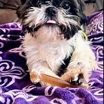 penelope 5yo shihtzu