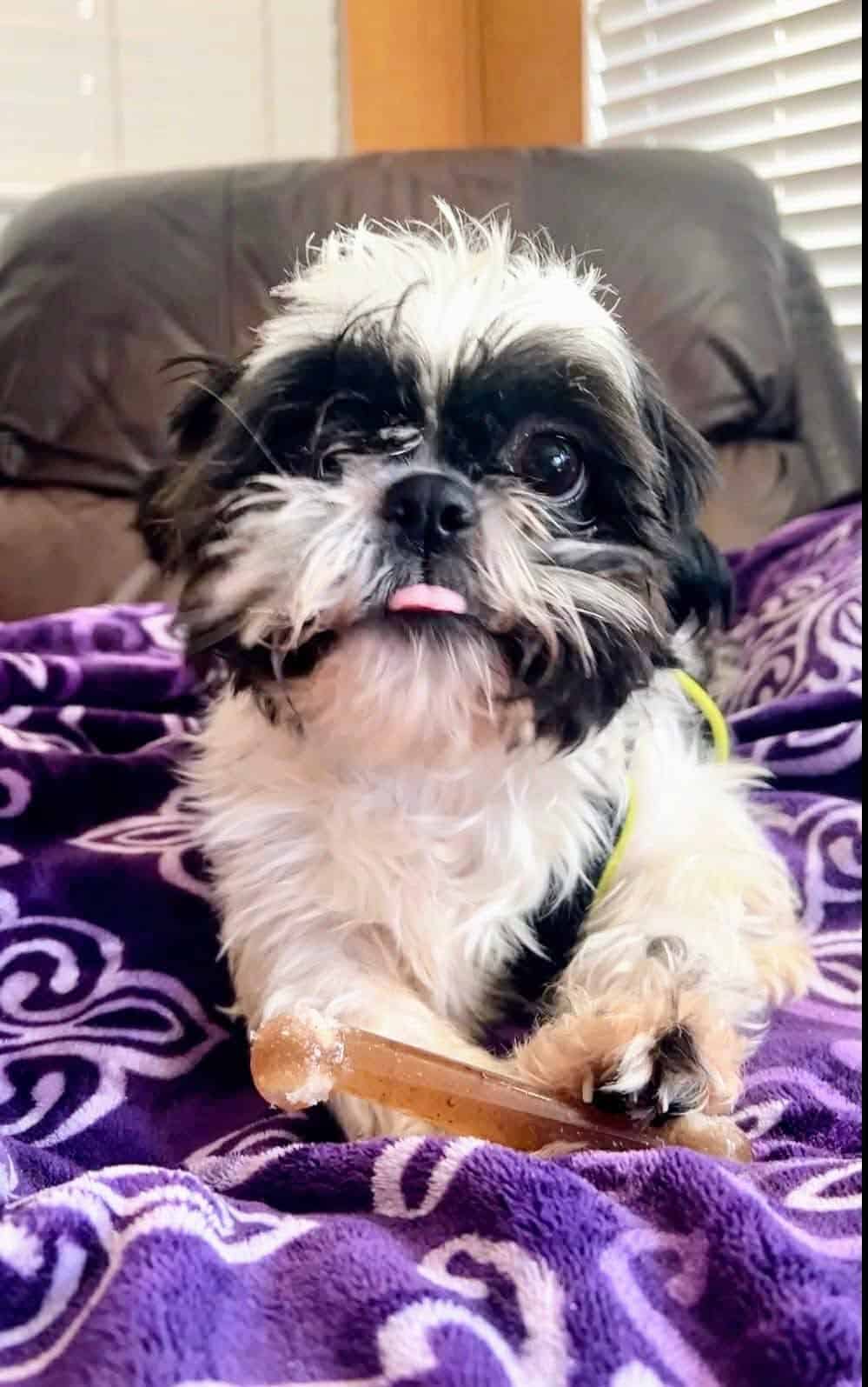 penelope 5yo shihtzu