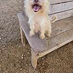 Wookie 3yo Yorkie mix