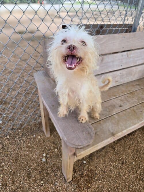 Wookie 3yo Yorkie mix