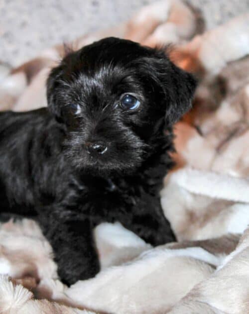 Cute black puppy available for adoption in Austin, Texas, at New Hope Animal Rescue.