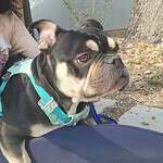 Margot Jelly Bean - English Bulldog Mix, 2yo