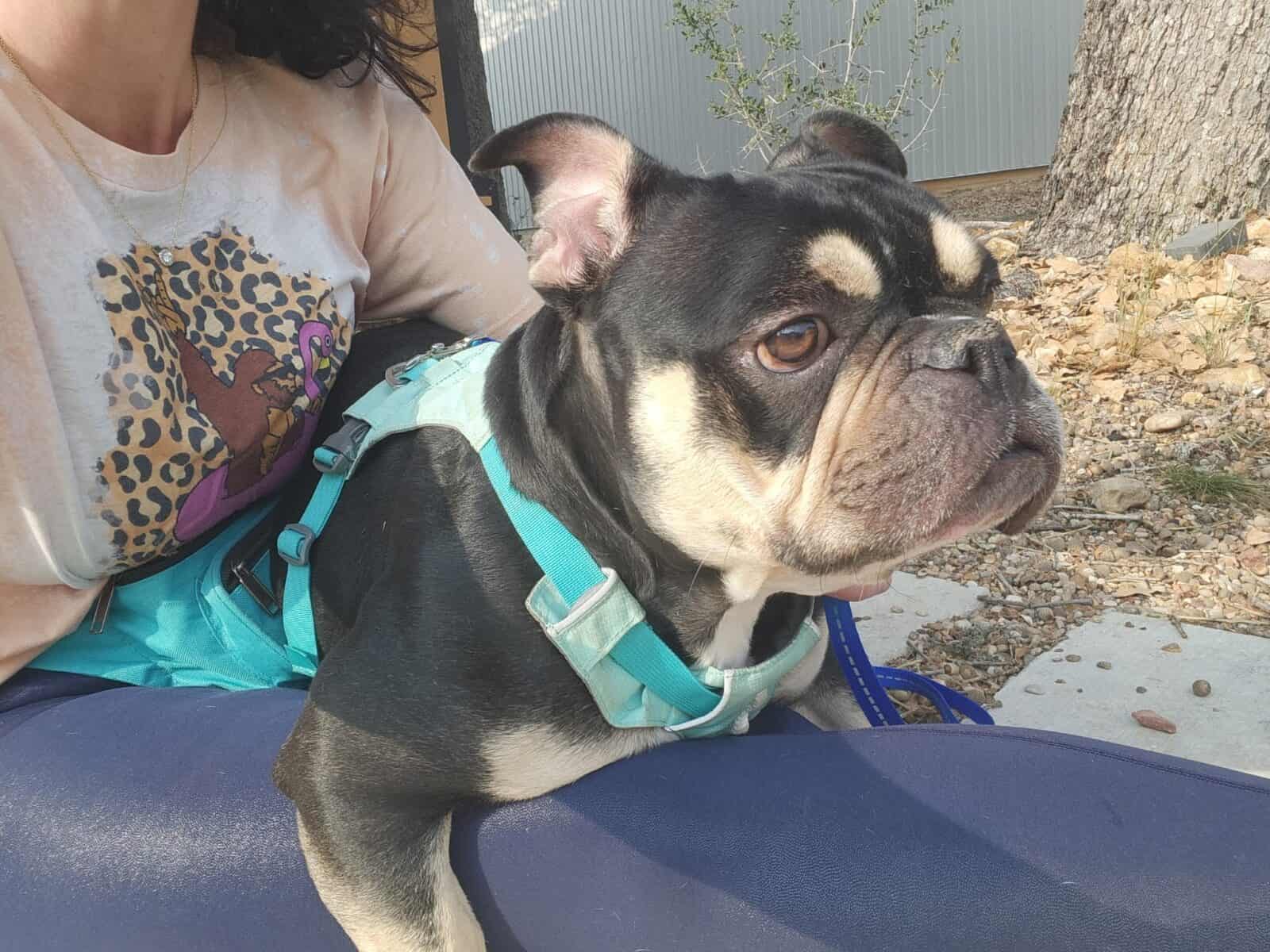 Margot Jelly Bean - English Bulldog Mix, 2yo