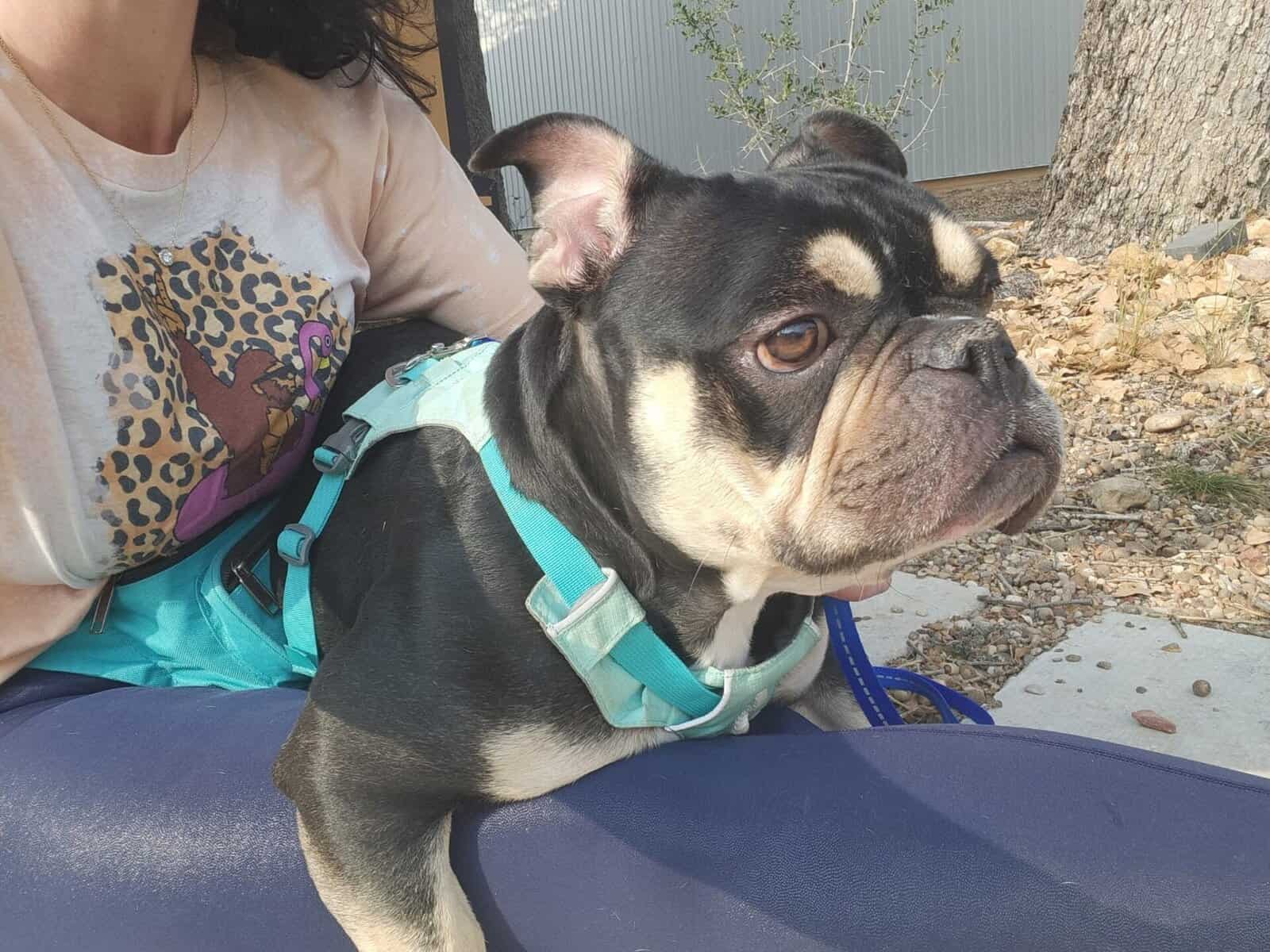 Margot Jelly Bean - English Bulldog Mix, 2yo