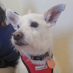 Sammi - Terrier Mix 11yo