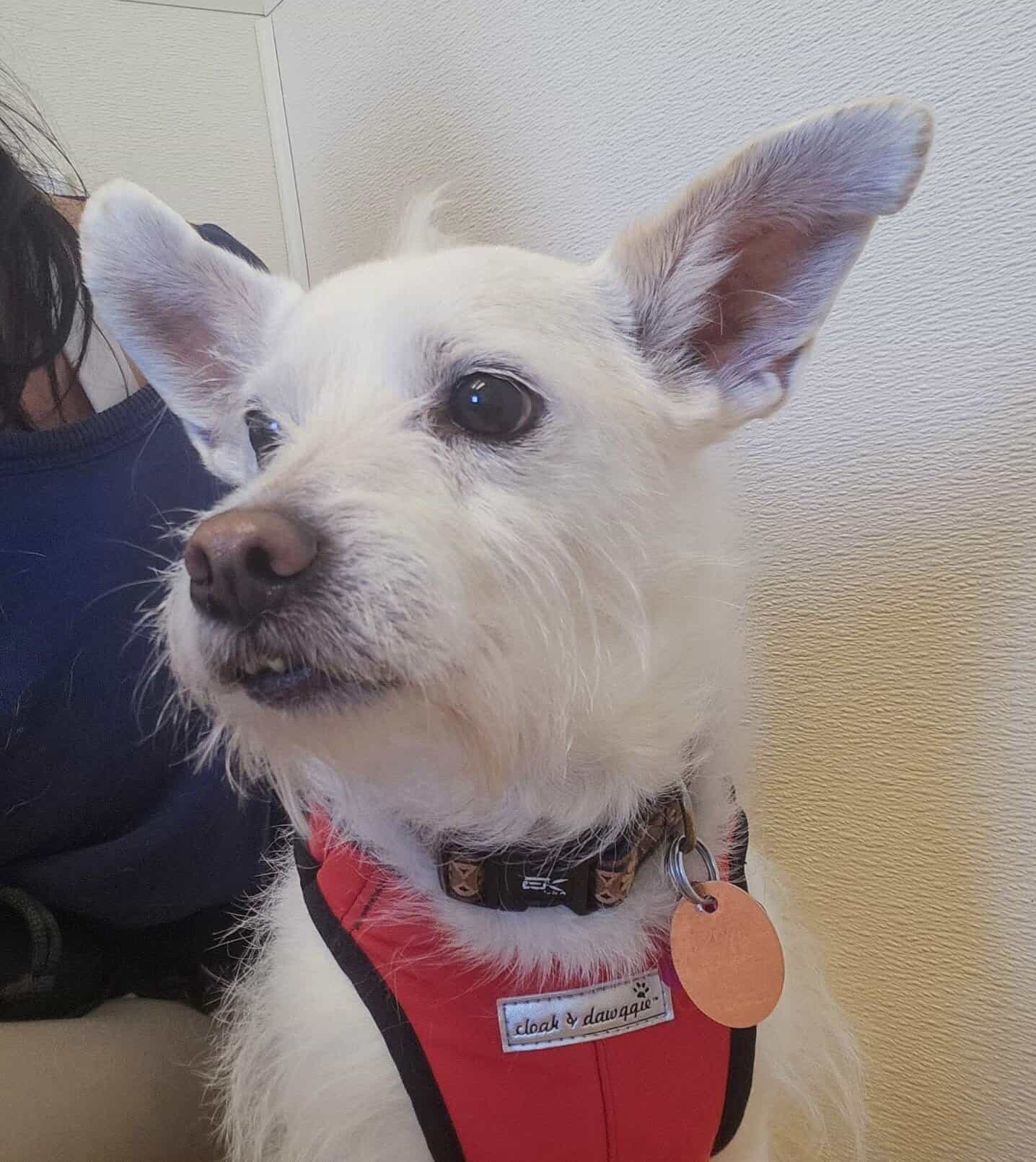 Sammi - Terrier Mix 11yo