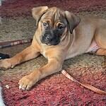 Herb Ertlinger - mastiff puppy