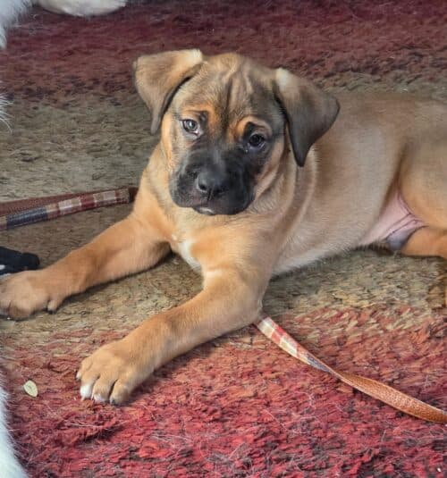 Herb Ertlinger - mastiff puppy