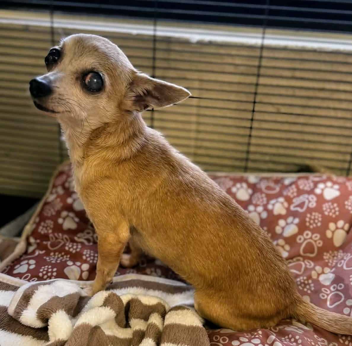 Falina - 12yo Chihuahua