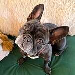 Perla - French Bulldog 2yo