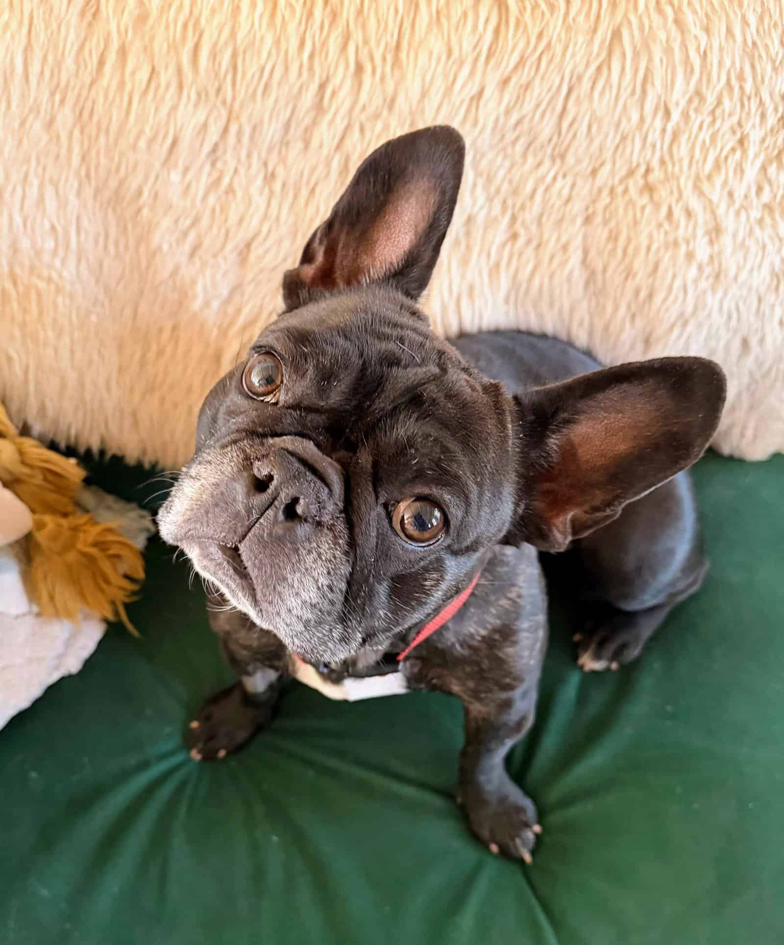 Perla - French Bulldog 2yo