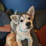 Breezy - Husky pupppy