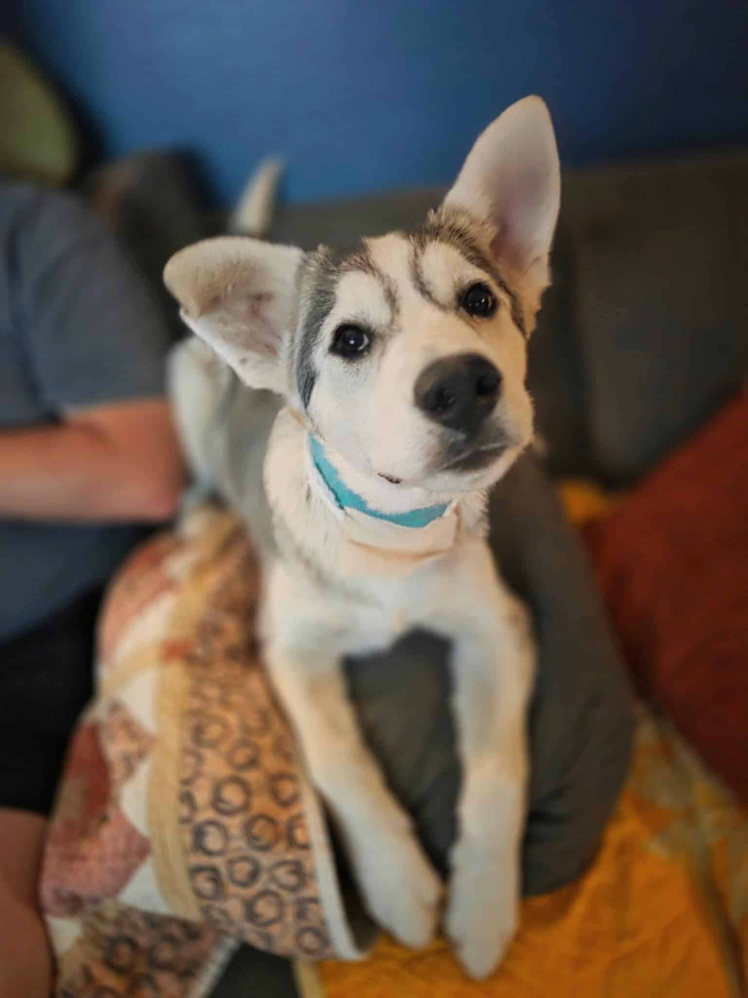 Breezy - Husky pupppy