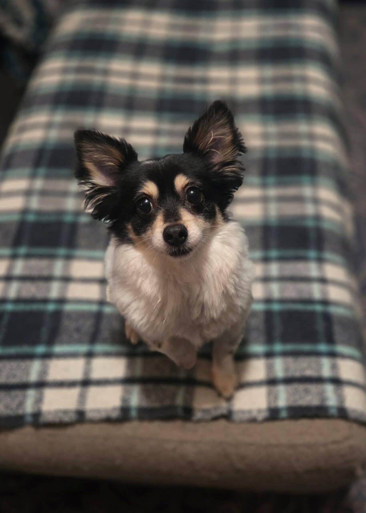 Miles 3.5yo Chihuahua