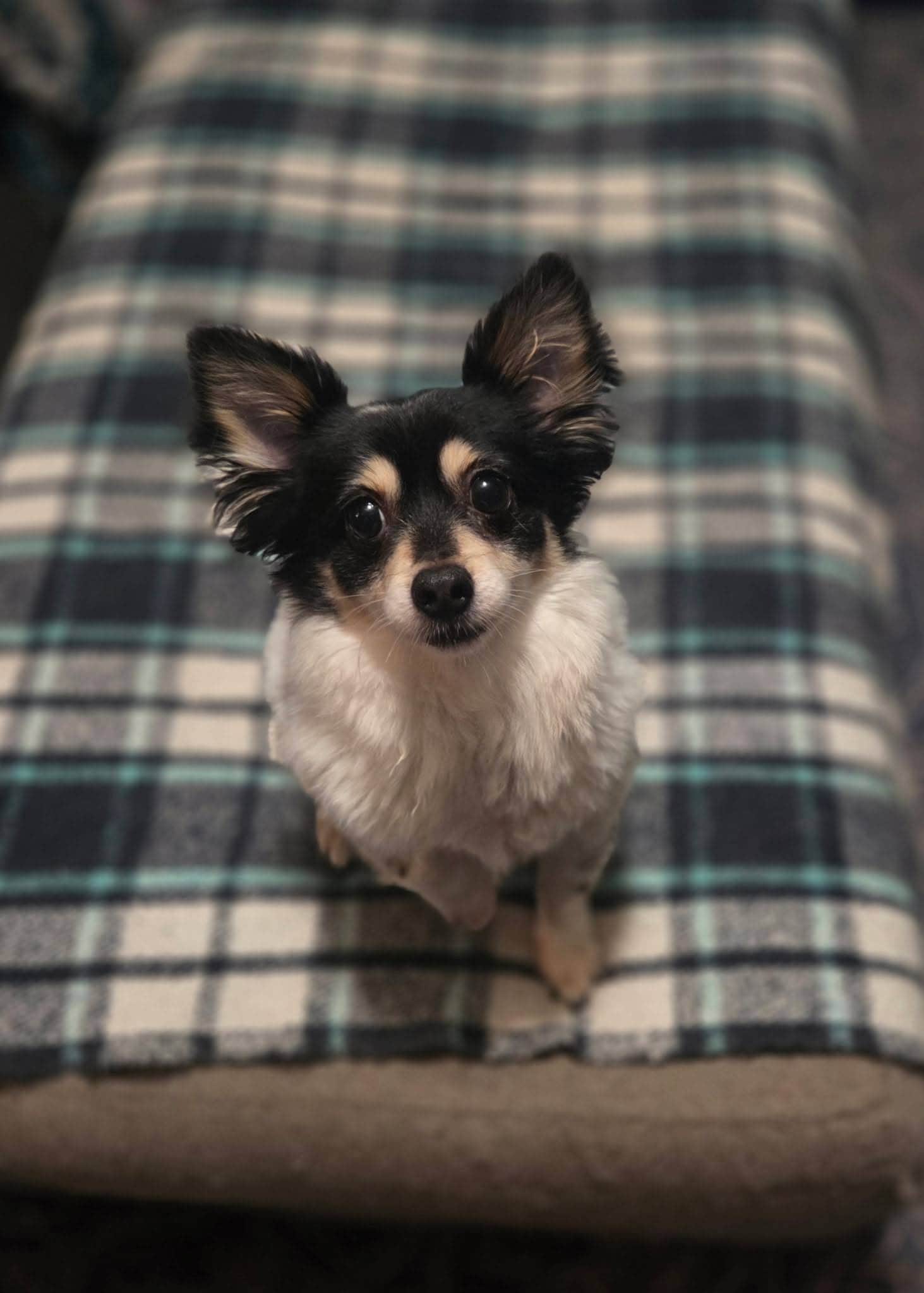Miles 3.5yo Chihuahua
