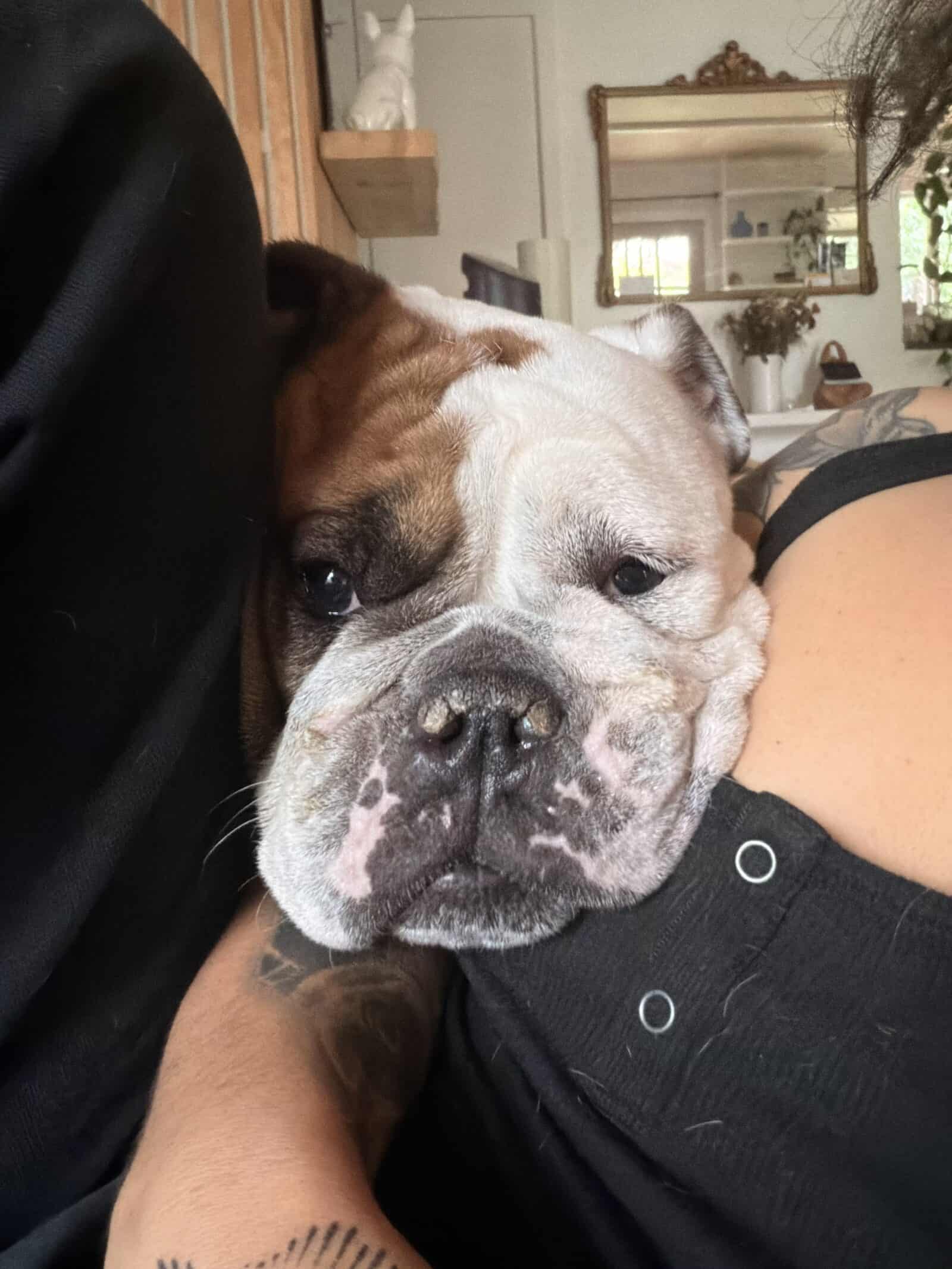 Valentine - 4yo Enghlish bulldog