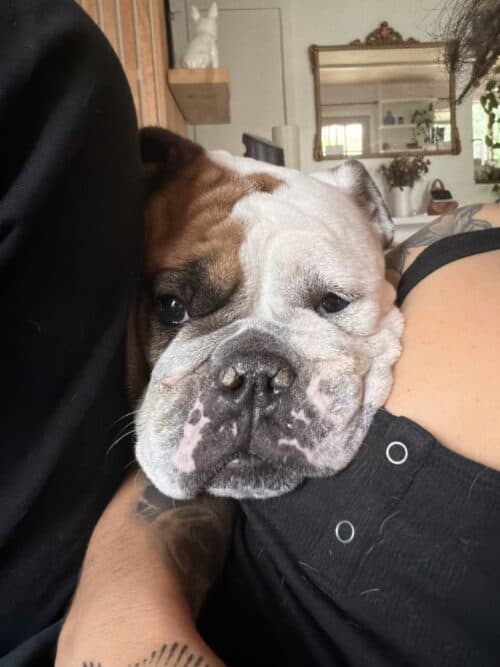 Valentine - 4yo Enghlish bulldog