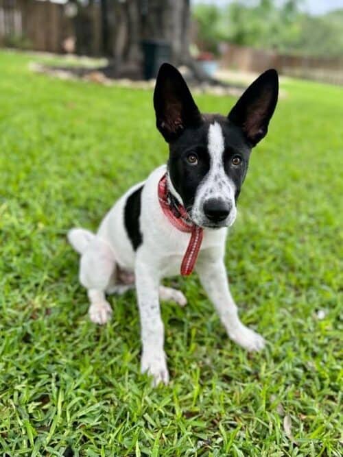 Rocky - mix breed puppy