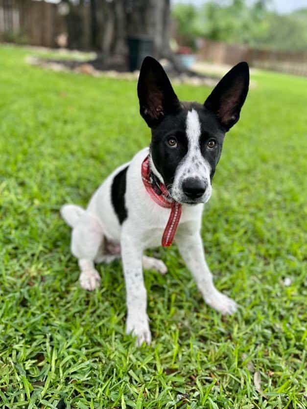 Rocky - mix breed puppy