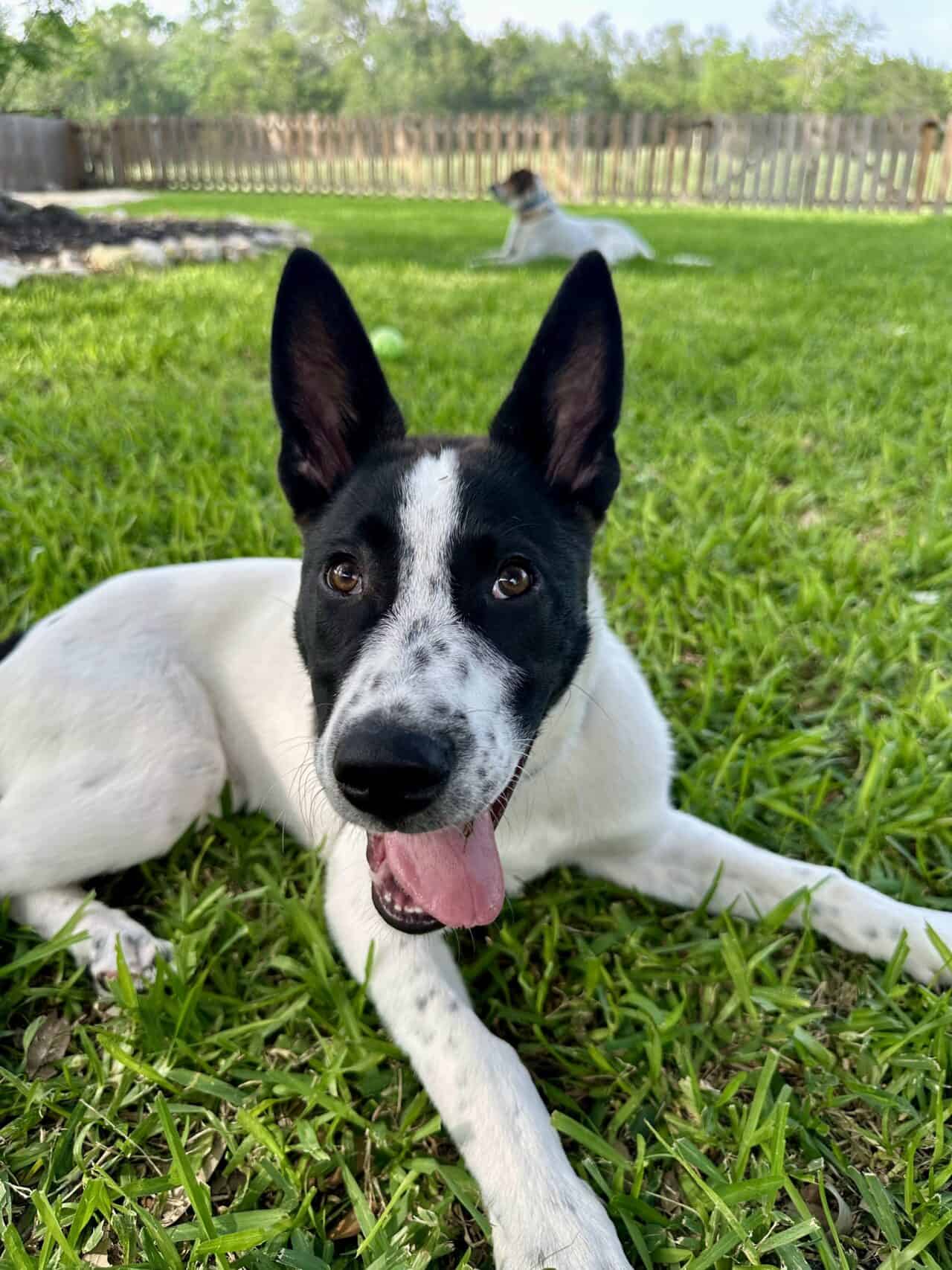 Happy Border Collie mix lying on grass with a second dog in the background.