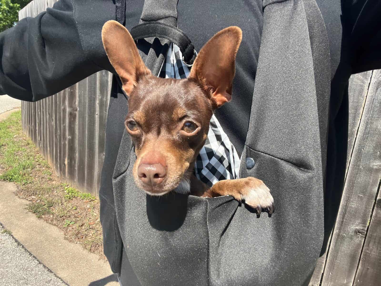 meeps 2yo Chi