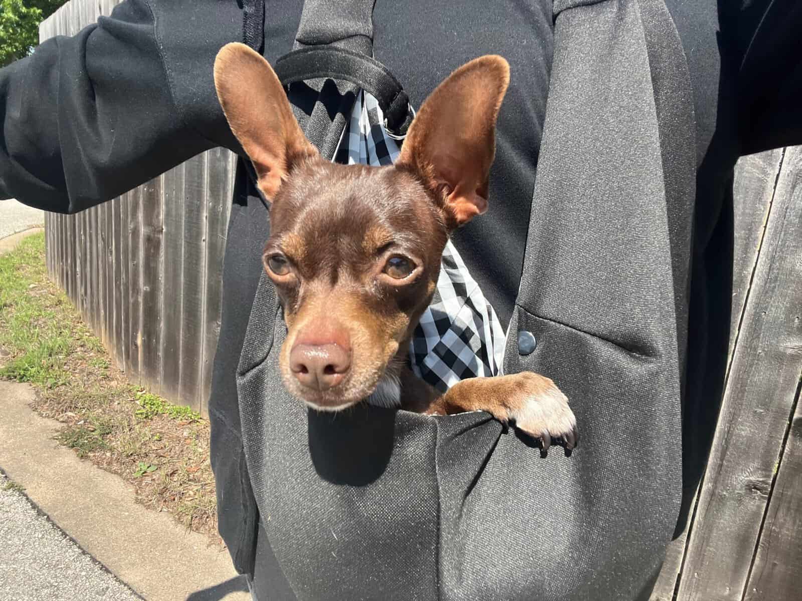 meeps 2yo Chi