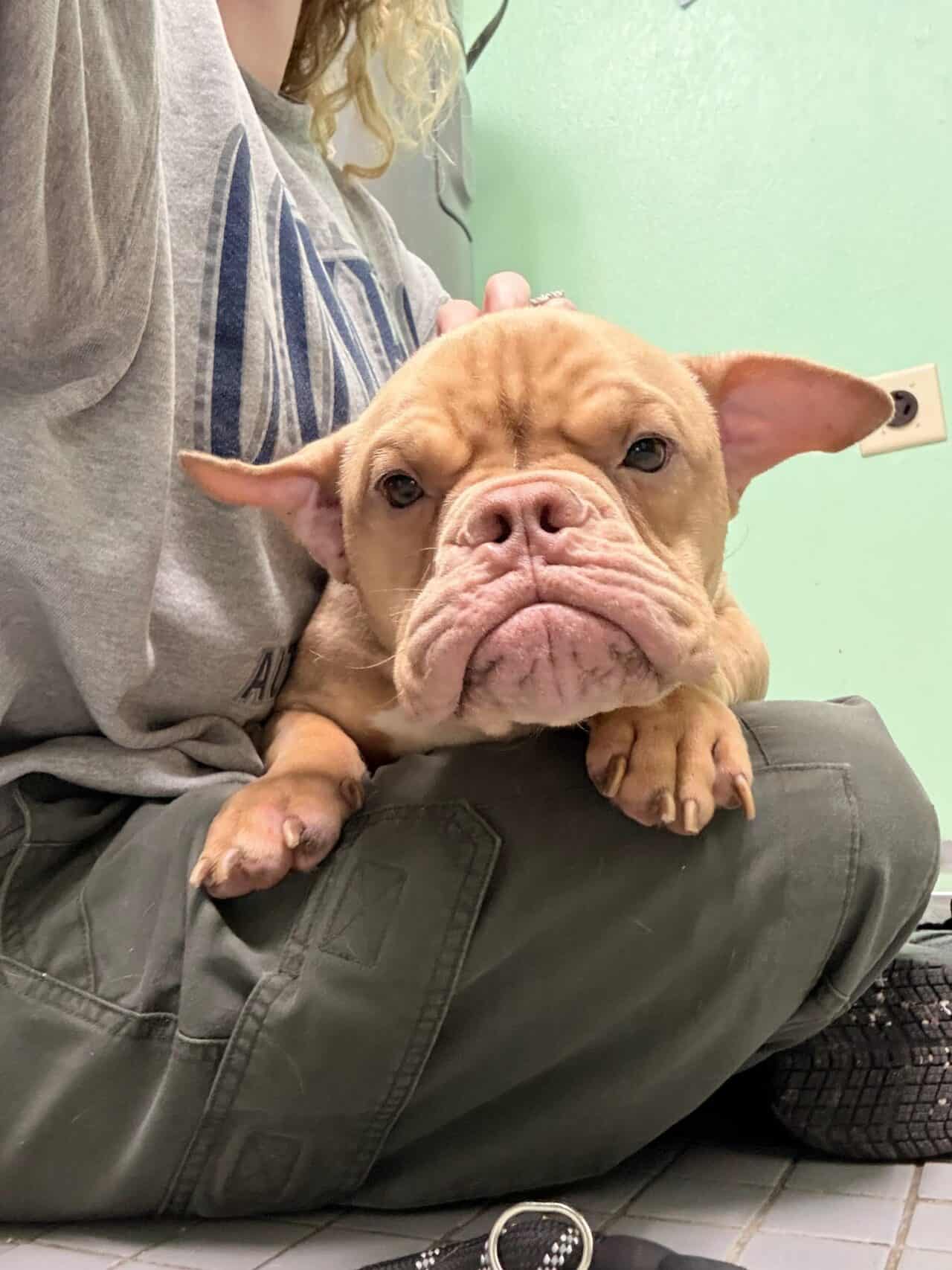 Ron - micro bulldog puppy