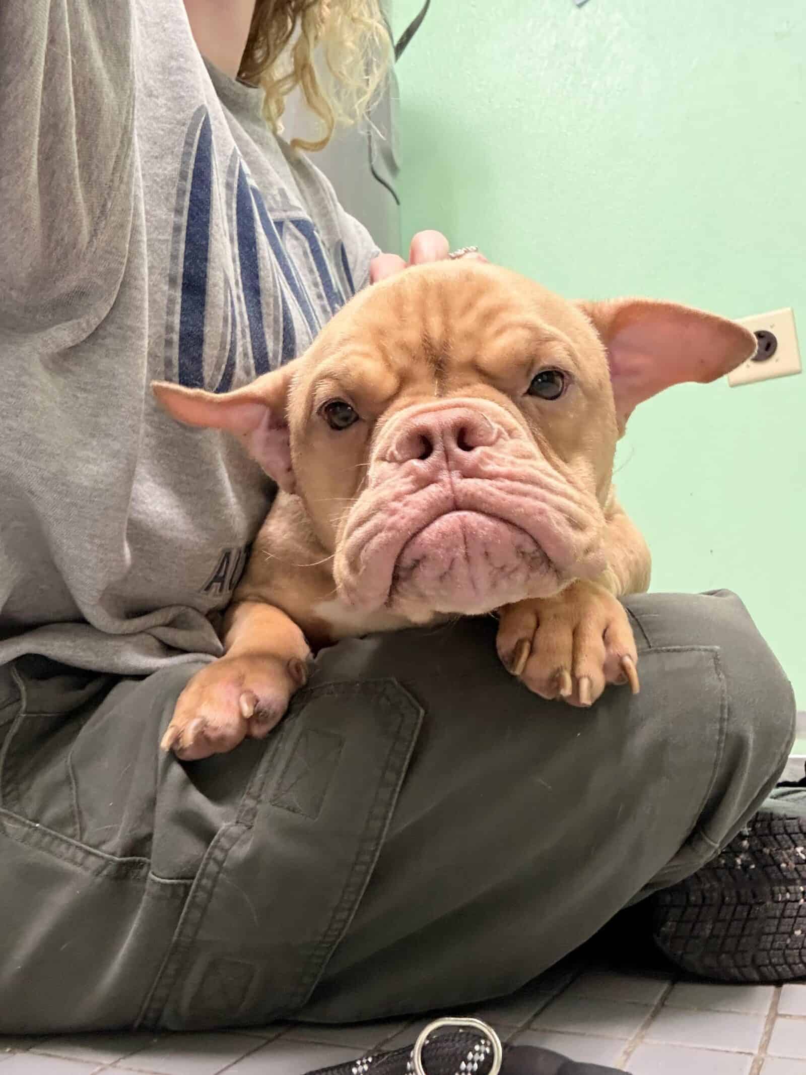 Ron - micro bulldog puppy