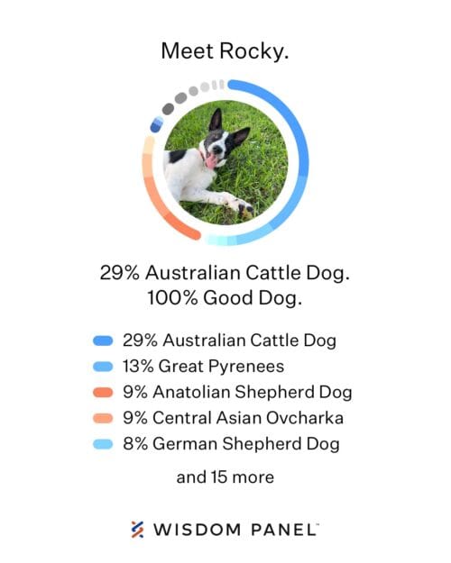 Rocky's DNA Results