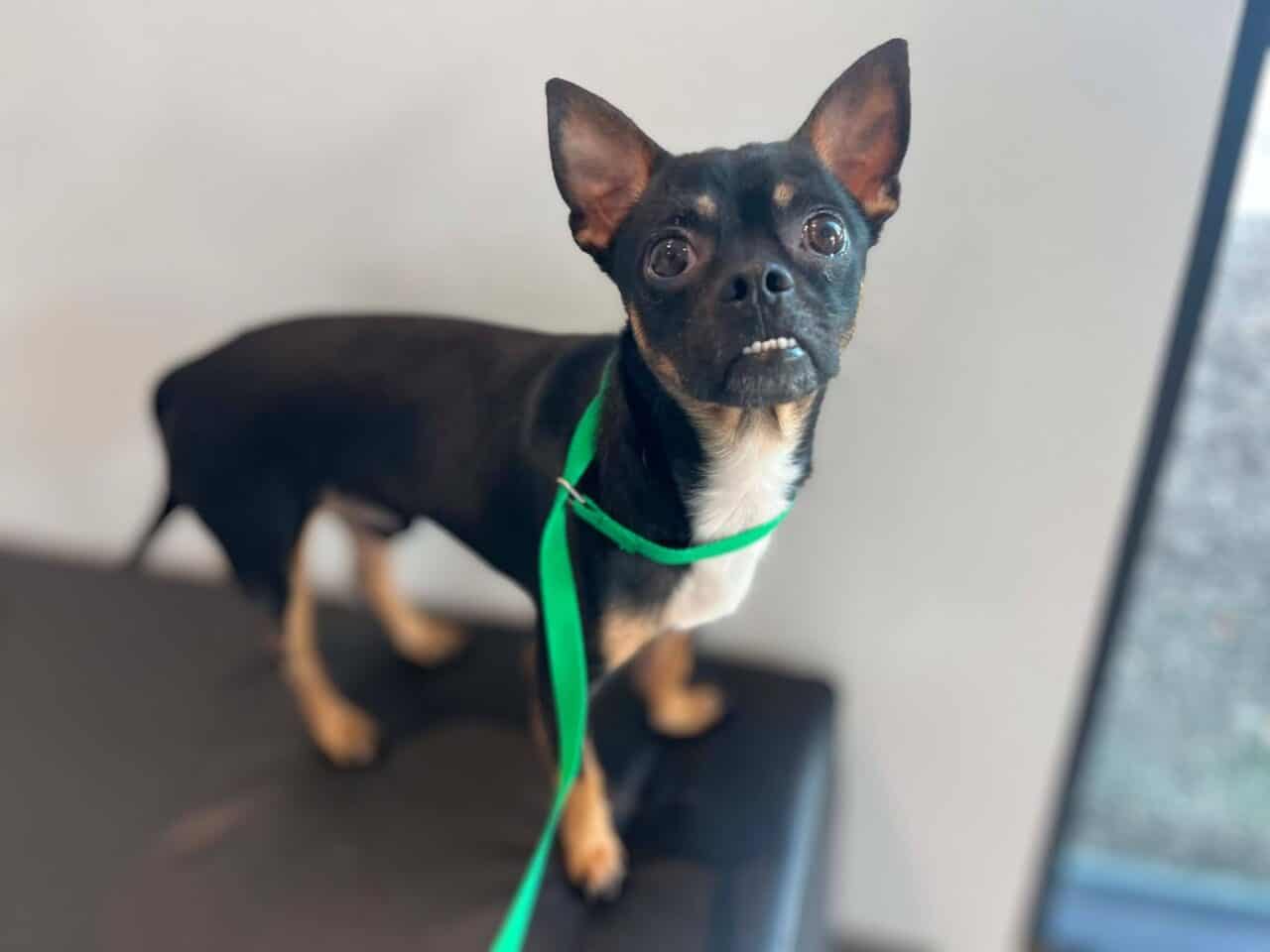 Adopt Folsom - Chi Pug Mix