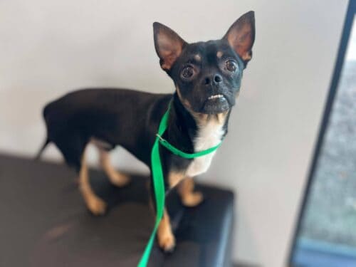 Adopt Folsom - Chi Pug Mix