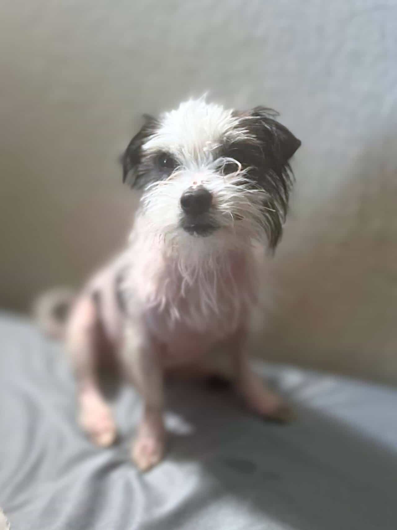 Howie - Terrier/Chinse Crested Mix 