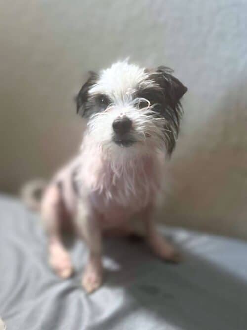Howie - Terrier/Chinse Crested Mix 