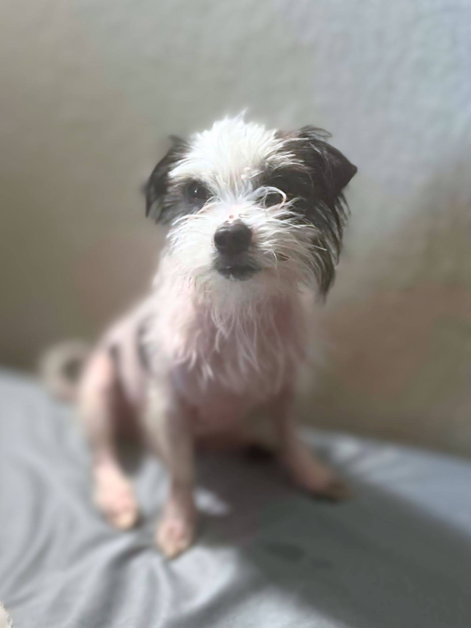 Howie - Terrier/Chinse Crested Mix 