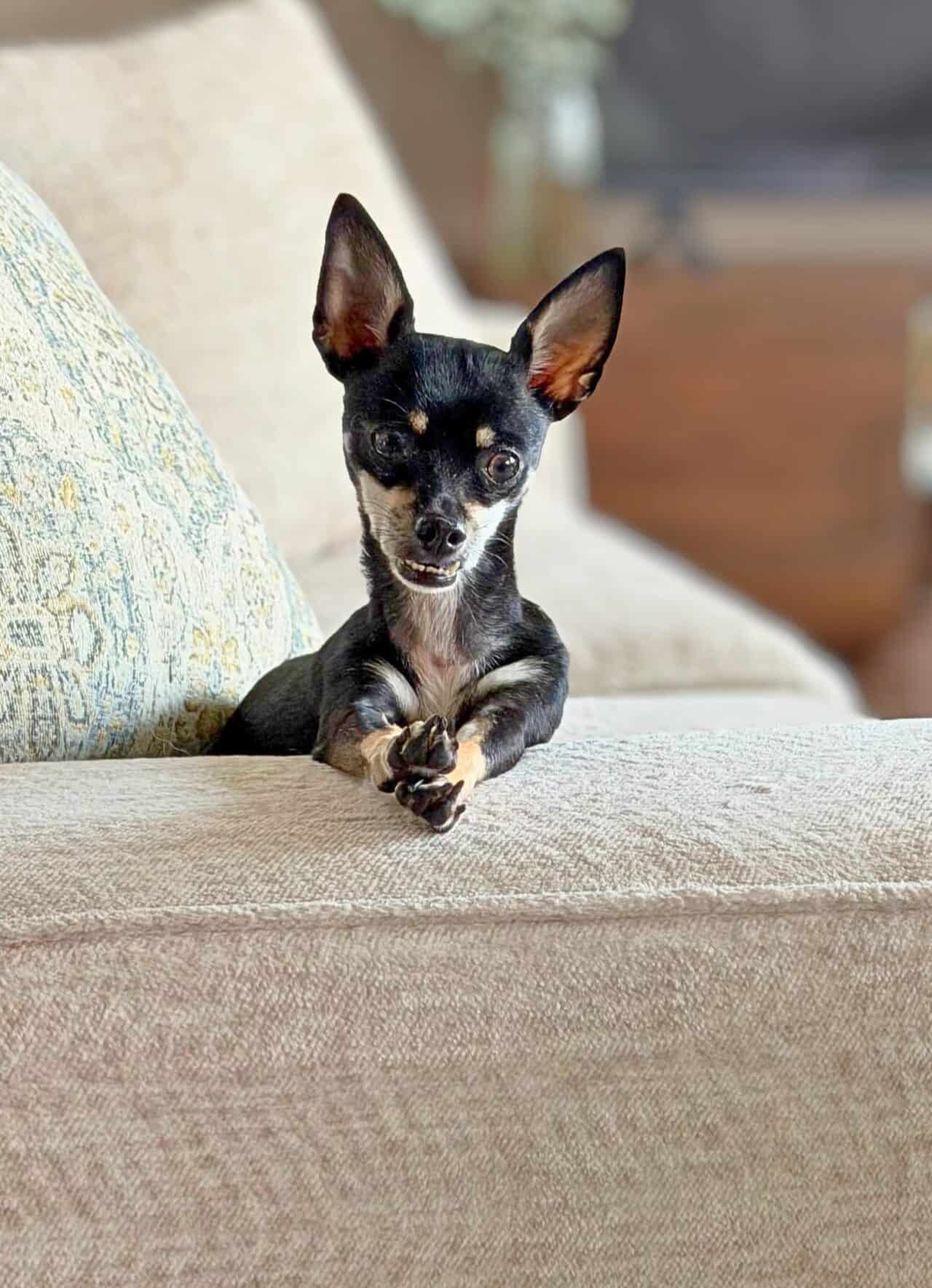 shrinky dink - chihuahua