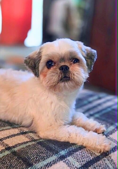 Piper