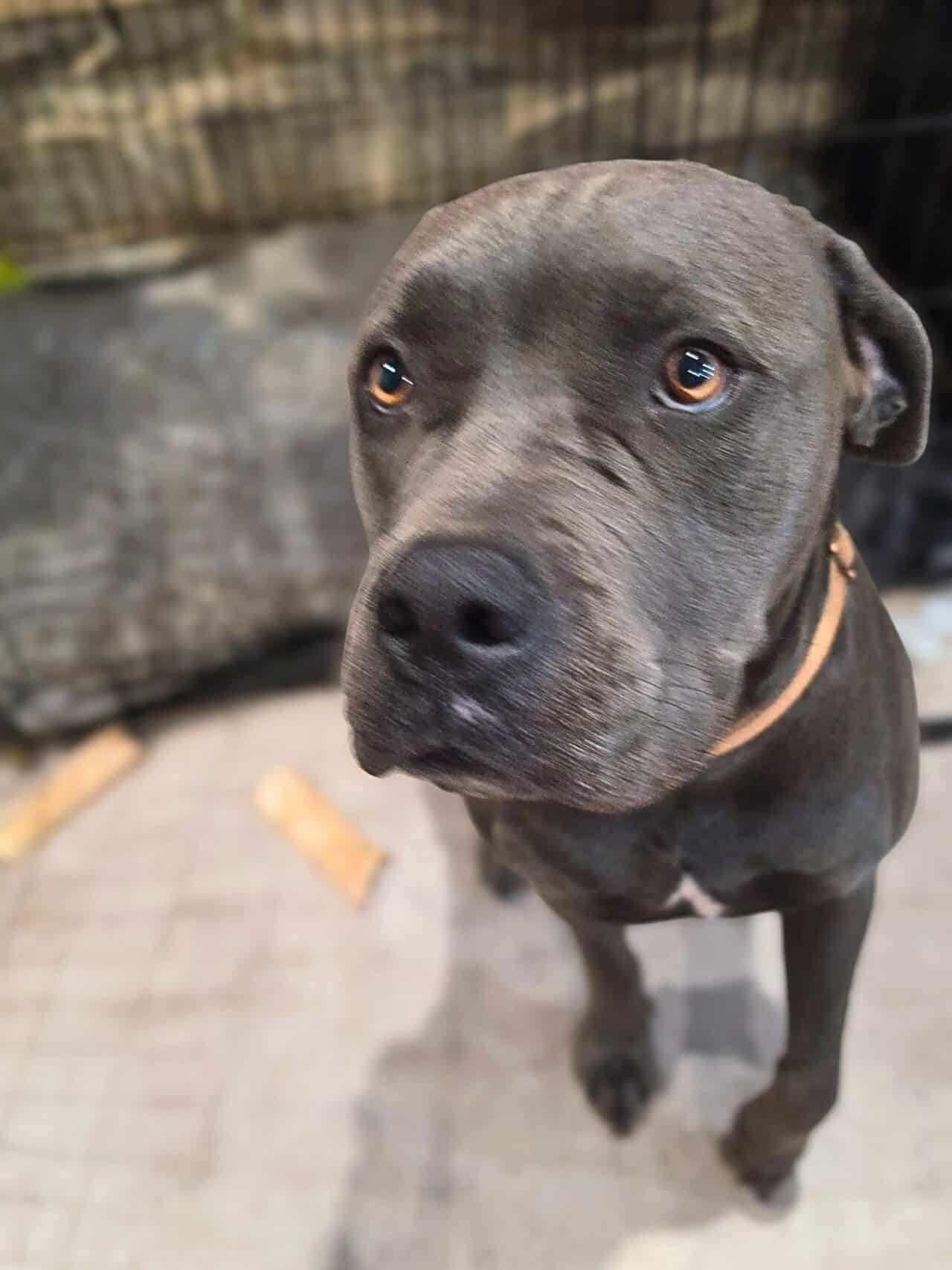 Whiskey - cane corso 2yo male