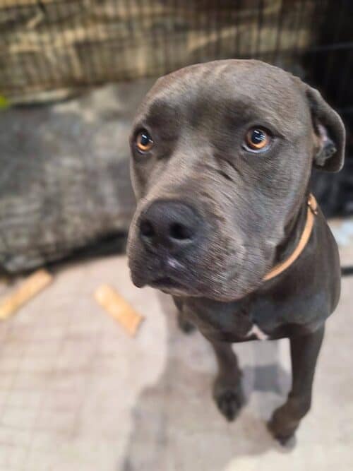 Whiskey - cane corso 2yo male