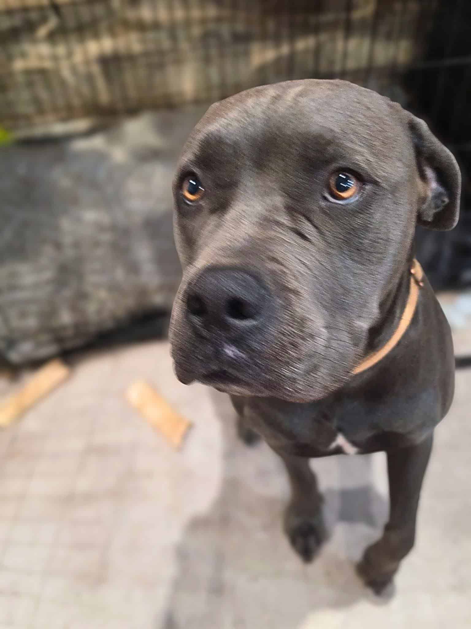 Whiskey - cane corso 2yo male
