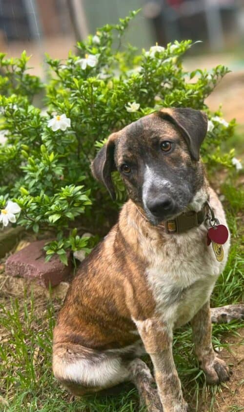 Kip - 1.5 yo mixed breed