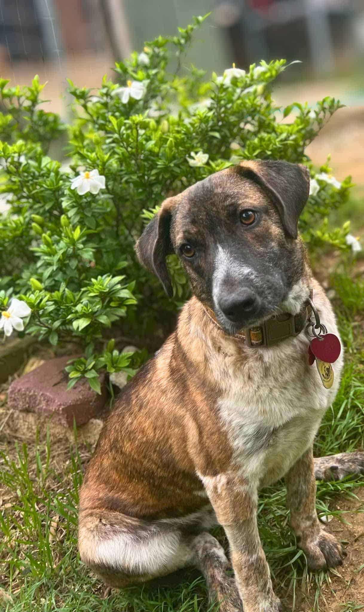 Kip - 1.5 yo mixed breed
