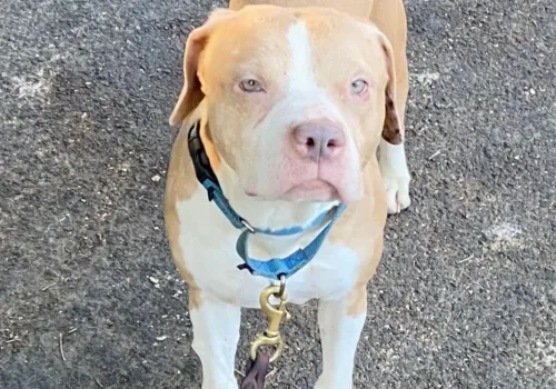 Carmen 7yo Pitbull