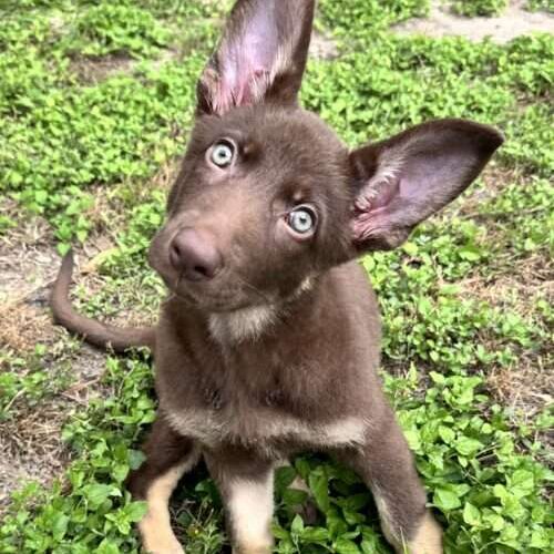 Adopt Rosebunny - New Hope Animal Rescue NFP