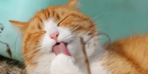 close up photo of yellow and white cat