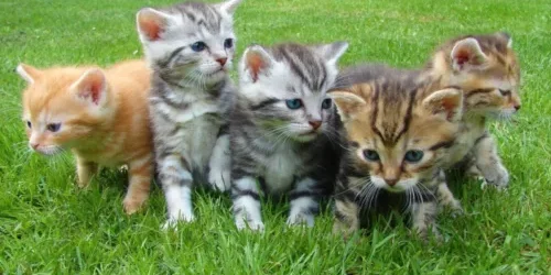 cropped-kittens-cat-cat-puppy-rush-45170-scaled-2.webp
