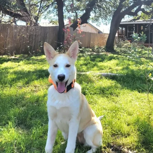 Husky/Heeler Mix