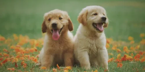two yellow labrador retriever puppies