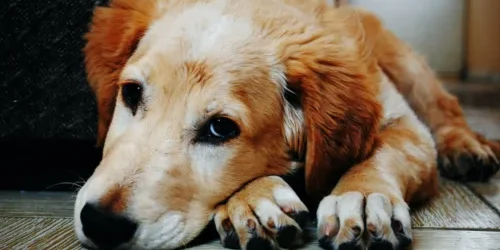 tan and white short coat dog laying down in a brown wooden floor