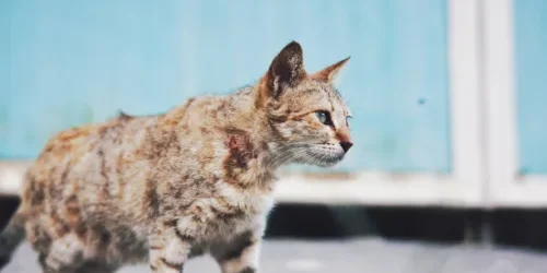stray cat walking on street
