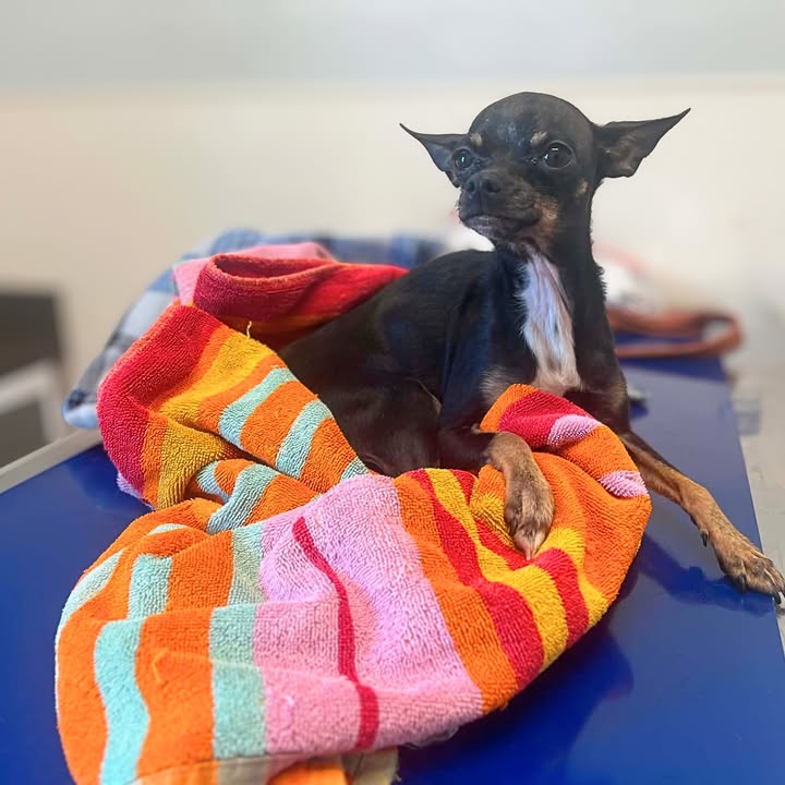 New Hope Animal Rescue